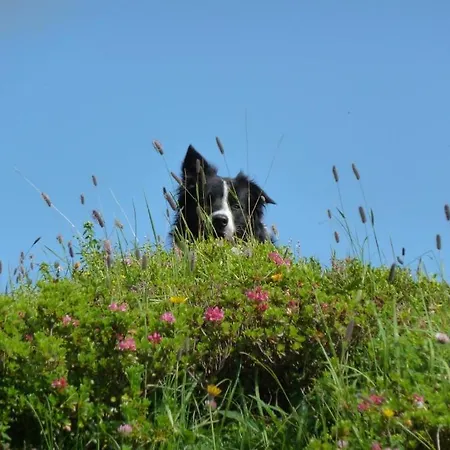Gæstehus Edelweiss